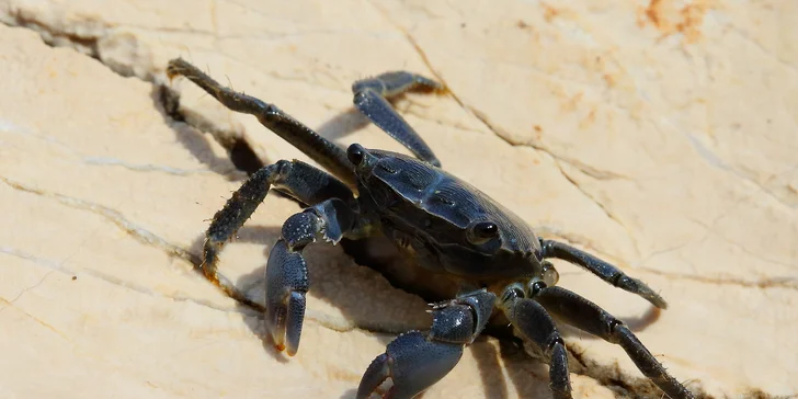 Profesionální focení: mazlíčci, portrétní, rodinné či na farmě i vč. líčení a účesu