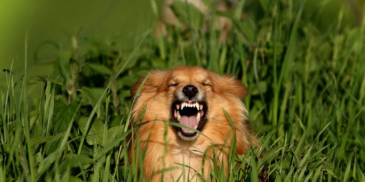 Profesionální focení: mazlíčci, portrétní, rodinné či na farmě i vč. líčení a účesu