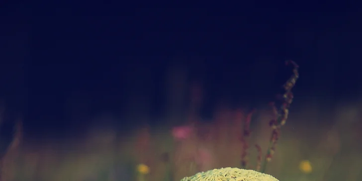 Profesionální focení: mazlíčci, portrétní, rodinné či na farmě i vč. líčení a účesu