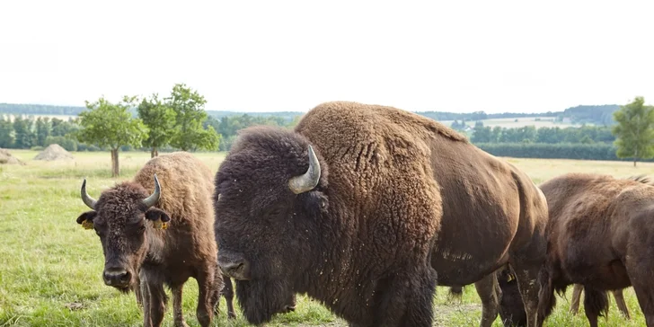 Dobrodružství jako z divočiny: 60minutová jízda v Offroad Safari pro 1 i 2 osoby