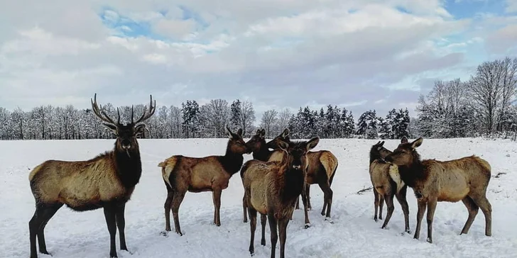 Dobrodružství jako z divočiny: 60minutová jízda v Offroad Safari pro 1 i 2 osoby