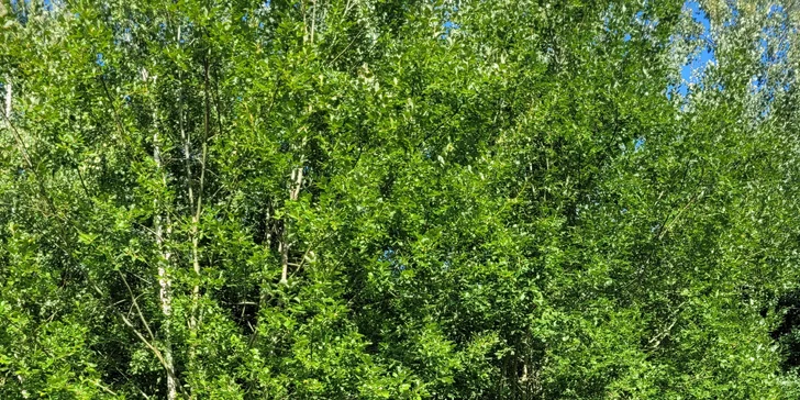 Zažijte den na koňské farmě: čeká vás trocha farmářské práce i zábava, cca 7 hod.