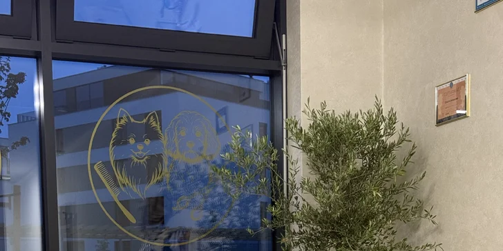 Dopřejte svému psovi wellness: ozonoterapie, maska proti línání i kompletní péče