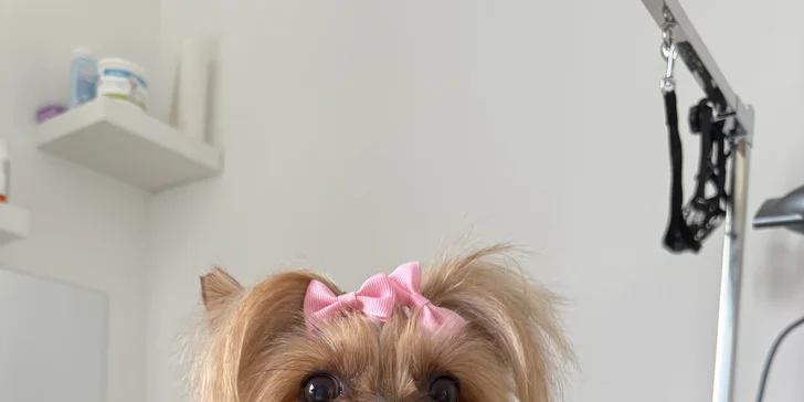 Dopřejte svému psovi wellness: ozonoterapie, maska proti línání i kompletní péče