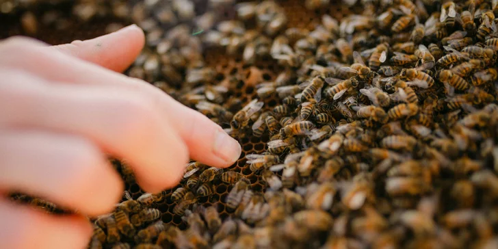Včelařem na zkoušku vč. pobytu v apidomku a ochutnávky včelích produktů, pro 3 osoby