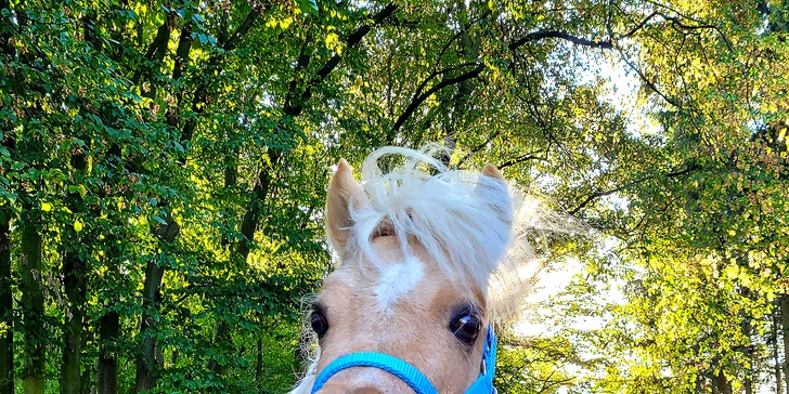 Zažijte den na koňské farmě: čeká vás trocha farmářské práce i zábava, cca 7 hod.