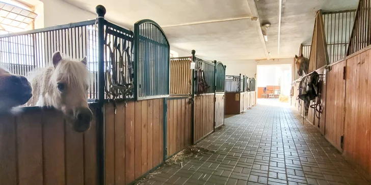Zažijte den na koňské farmě: čeká vás trocha farmářské práce i zábava, cca 7 hod.