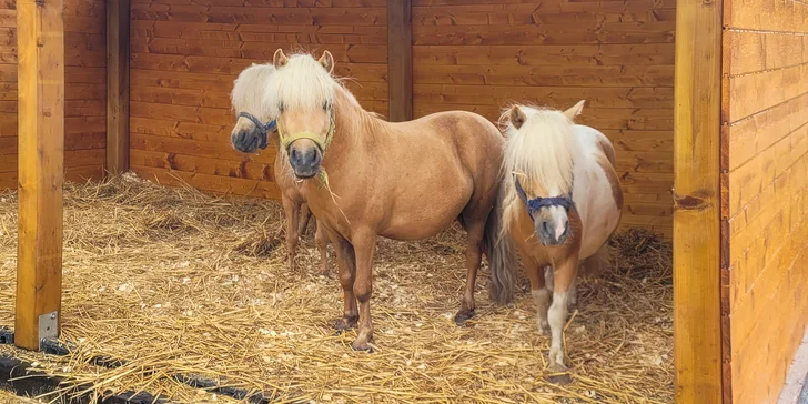 Zažijte den na koňské farmě: čeká vás trocha farmářské práce i zábava, cca 7 hod.