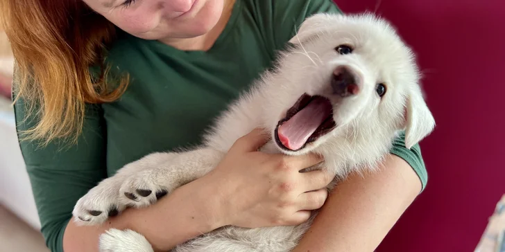 Jóga, smích a štěňátka – zážitek, který si zamilujete