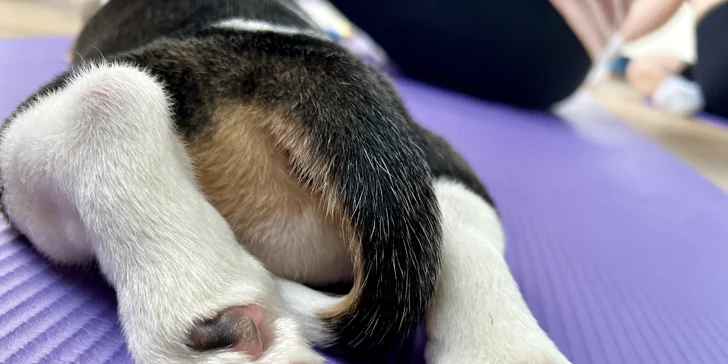 Jóga, smích a štěňátka – zážitek, který si zamilujete
