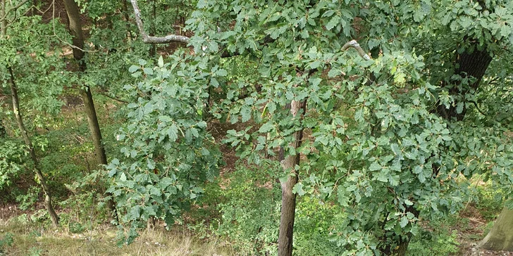 Kurz lezení na Budovských skalách u Svádova na znělci až pro 3 osoby