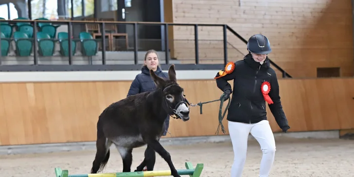 Projížďka na oslíkovi nebo poníkovi pro děti: zážitek v přírodě na 20 či 45 min.