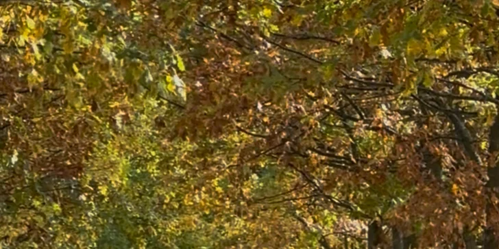 Projížďka na oslíkovi nebo poníkovi pro děti: zážitek v přírodě na 20 či 45 min.