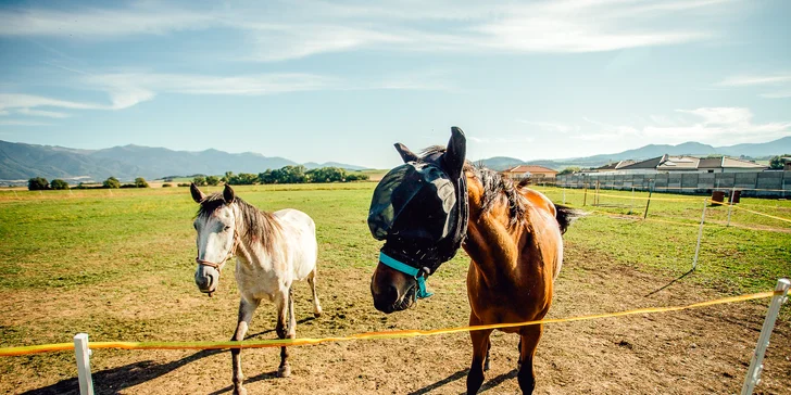 Výjimečný pobyt v penzionu nedaleko Martina s polopenzí a vstupem do wellness