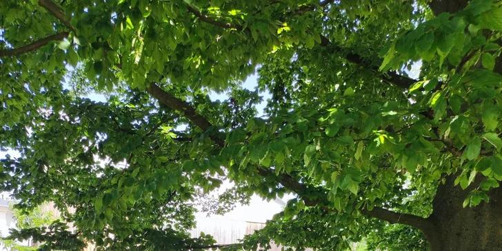 Zažijte rytmus: Workshop na africké bubny Djembe s dopravou zdarma po celé ČR