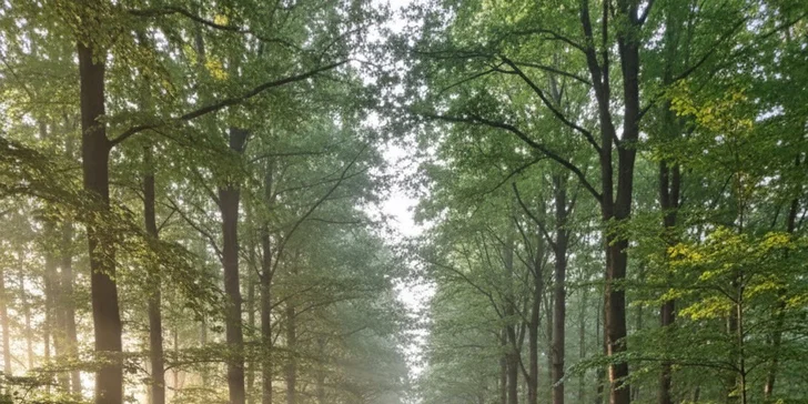 Zážitková jízda s Fordem Mustang California Special 5.0 V8 na 12 až 72 hodin