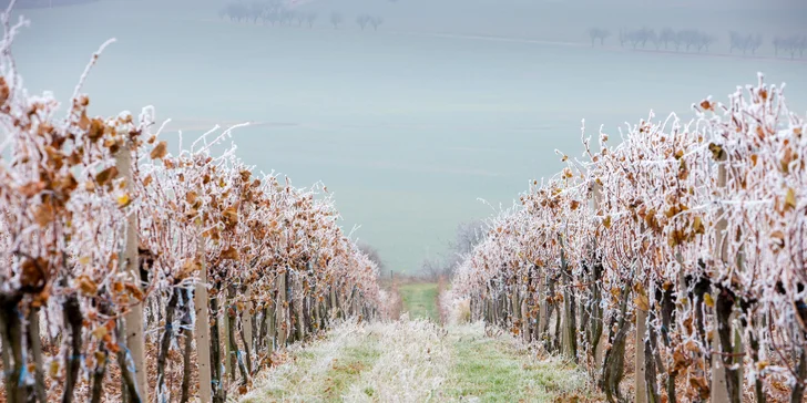 Pobyt ve Znojmě: strava, karta výhod, slevy na zážitky, lahev vína i romantický balíček