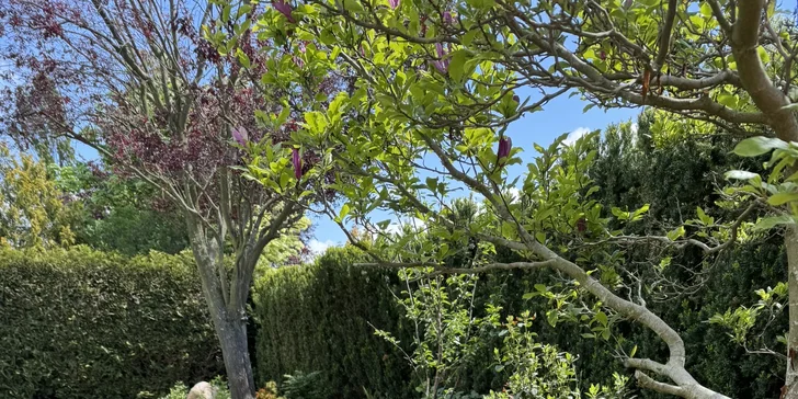 Sezónní zahradničení: praktické kurzy péče o trávník a stromy v každém ročním období