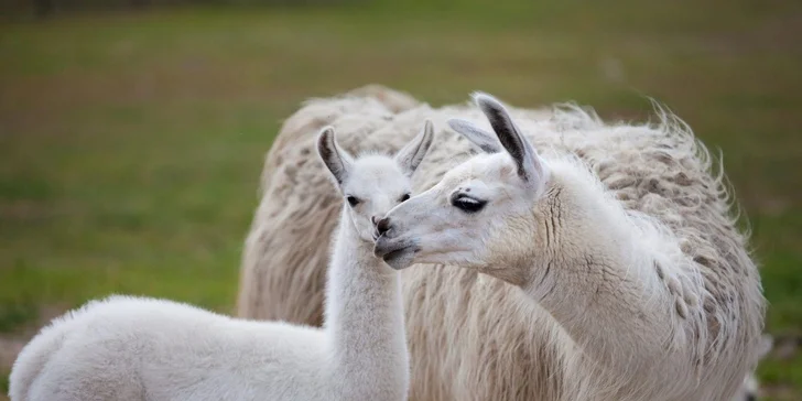 Parádní resort 13 km od Baltu: snídaně, wellness, zoo i koně, vlastní jezero, festival a mnoho dalšího