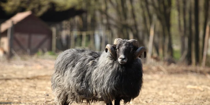 Parádní resort 13 km od Baltu: snídaně, wellness, zoo i koně, vlastní jezero, festival a mnoho dalšího