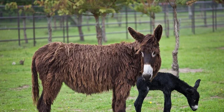 Parádní resort 13 km od Baltu: snídaně, wellness, zoo i koně, vlastní jezero, festival a mnoho dalšího