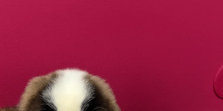 Jóga, smích a štěňátka – zážitek, který si zamilujete