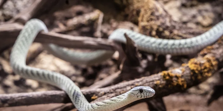 Hadi, ještěři i pavouci: vstupenky do Světa plazů pro děti, dospělé i studenty