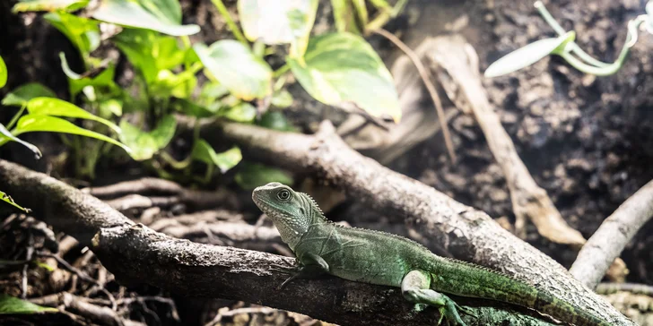 Hadi, ještěři i pavouci: vstupenky do Světa plazů pro děti, dospělé i studenty