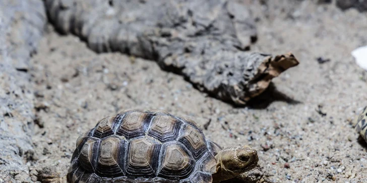 Hadi, ještěři i pavouci: vstupenky do Světa plazů pro děti, dospělé i studenty