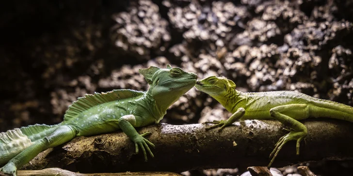 Hadi, ještěři i pavouci: vstupenky do Světa plazů pro děti, dospělé i studenty