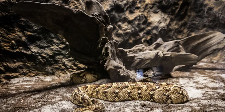 Hadi, ještěři i pavouci: vstupenky do Světa plazů pro děti, dospělé i studenty