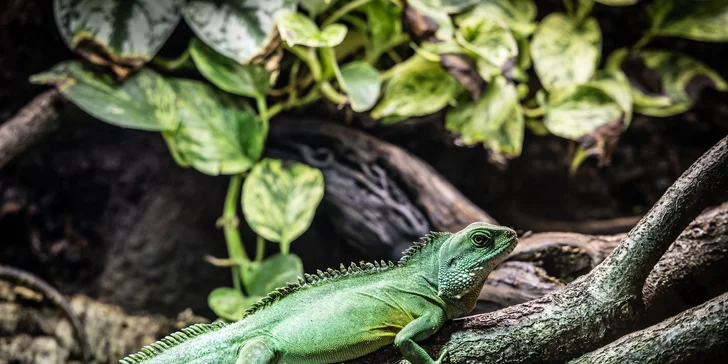 Hadi, ještěři i pavouci: vstupenky do Světa plazů pro děti, dospělé i studenty