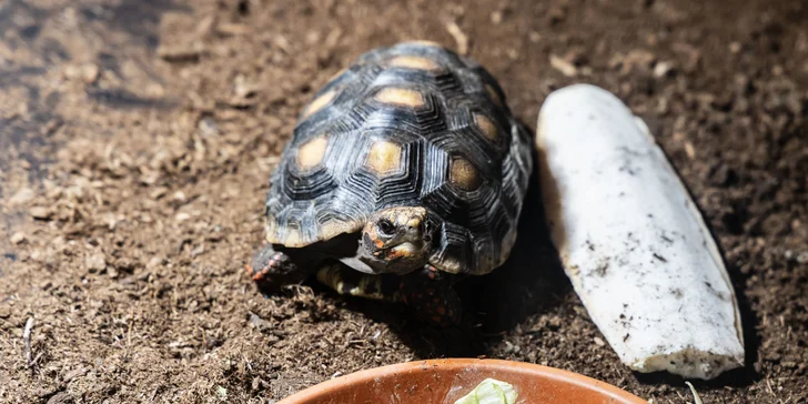 Hadi, ještěři i pavouci: vstupenky do Světa plazů pro děti, dospělé i studenty