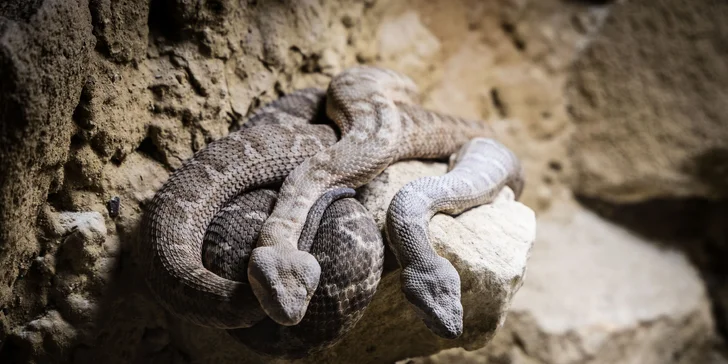 Hadi, ještěři i pavouci: vstupenky do Světa plazů pro děti, dospělé i studenty
