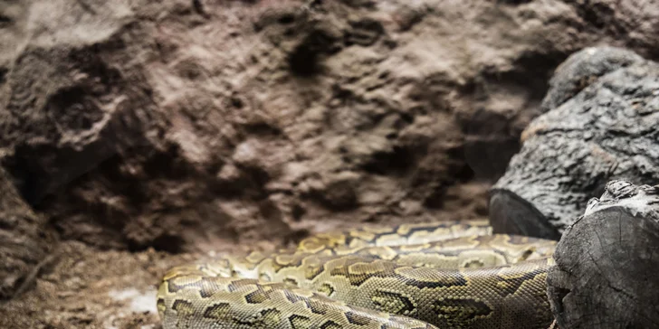 Hadi, ještěři i pavouci: vstupenky do Světa plazů pro děti, dospělé i studenty