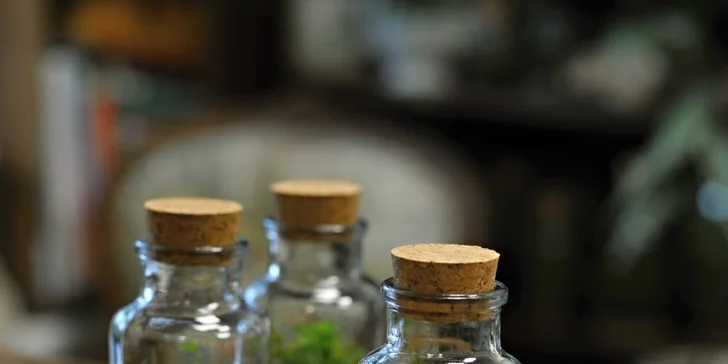 Kreativní workshop: vytvořte si vlastní mechárium a přineste si kousek přírody domů