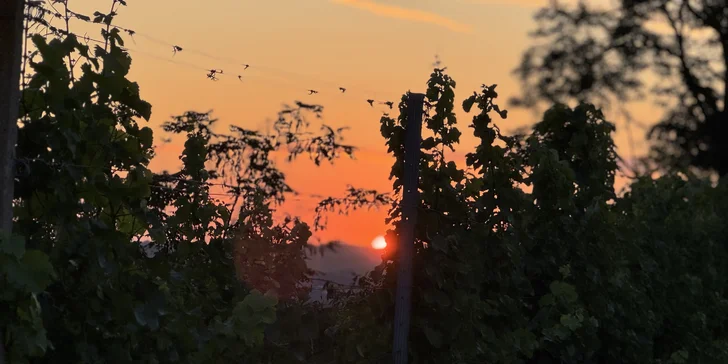 Zážitková večeře uprostřed vinice s degustací, lahví vína a prohlídkou pro dva