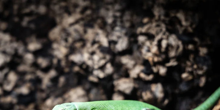Hadi, ještěři i pavouci: vstupenky do Světa plazů pro děti, dospělé i studenty