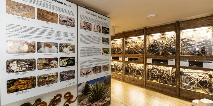 Hadi, ještěři i pavouci: vstupenky do Světa plazů pro děti, dospělé i studenty