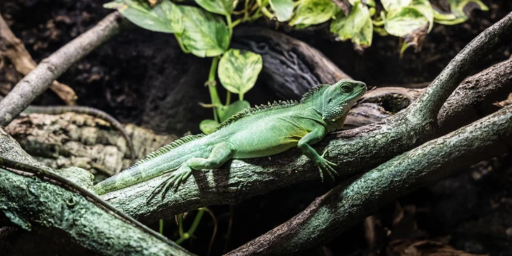 Hadi, ještěři i pavouci: vstupenky do Světa plazů pro děti, dospělé i studenty