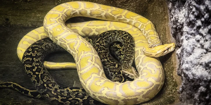 Hadi, ještěři i pavouci: vstupenky do Světa plazů pro děti, dospělé i studenty