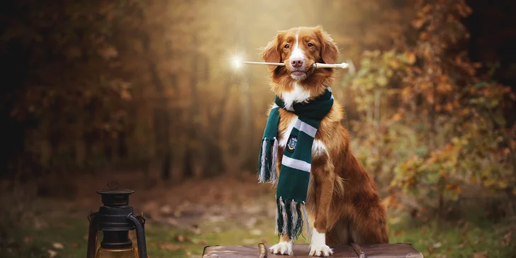 Klasické či kouzelnické focení pejsků: 3-15 výsledných upravených fotek