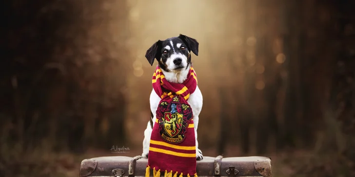 Klasické či kouzelnické focení pejsků: 3-15 výsledných upravených fotek