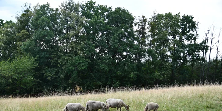 Jurta v Toulavě: areál statku uprostřed přírody a vyžití pro děti
