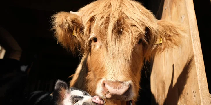 Glamping na farmě v Posázaví pro 5 osob: luxusní stan s výhledem na pastviny a koupací biotop