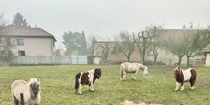 Zážitek na poníkové farmě: péče o poníky i projížďka s hledáním pokladu či plněním úkolů