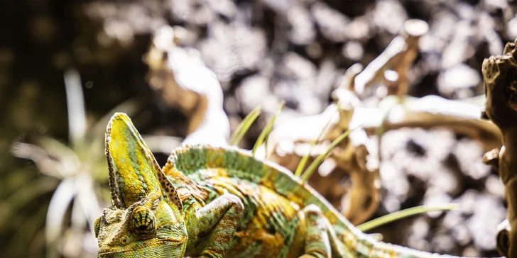 Hadi, ještěři i pavouci: vstupenky do Světa plazů pro děti, dospělé i studenty