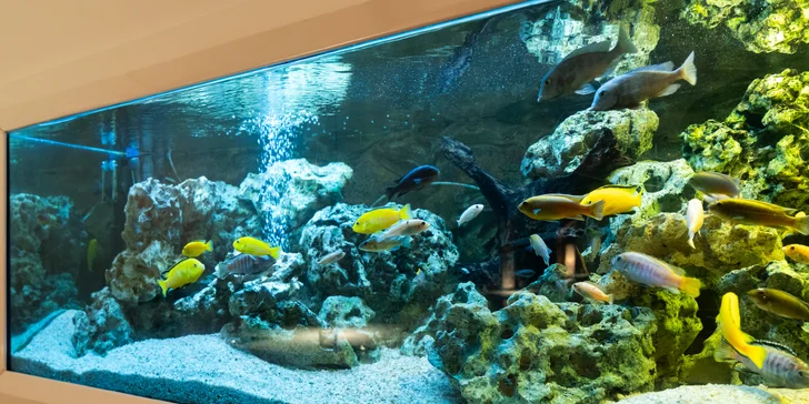 Gastronomická cesta po Asii: menu dle výběru vč. amuse bouche a welcome drinku