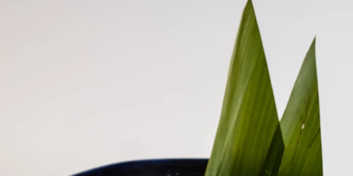 Gastronomická cesta po Asii: menu dle výběru vč. amuse bouche a welcome drinku