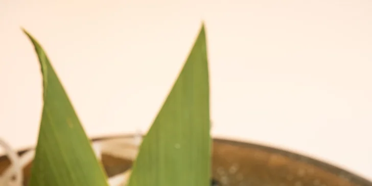 Gastronomická cesta po Asii: menu dle výběru vč. amuse bouche a welcome drinku